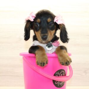 Chilli Heeler - Miniature Dachshund Puppy