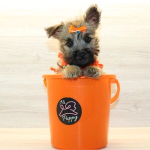 Dorothy - Toy Cairn Terrier Puppy