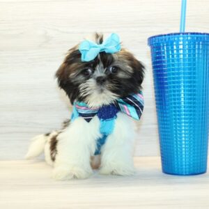 Gru - Teacup Shih Tzu Puppy