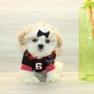 Jung Kook - Toy Shih Tzu Puppy