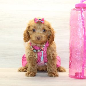 Mai Tai - Toy Cockapoo Puppy