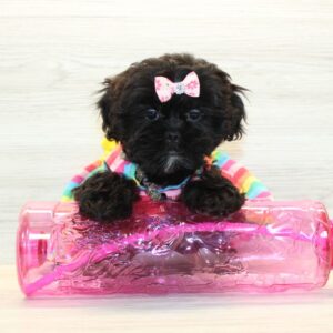 Merlina - Toy Teddy Bear Puppy