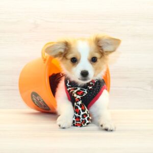 Papi - Toy Papillon Puppy